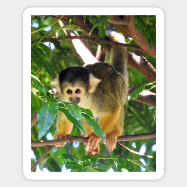 Squirrel Monkey Sticker by kirstybush